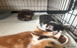 Mixed Breed cats for sale: Only 3 kittens left! - Image 32