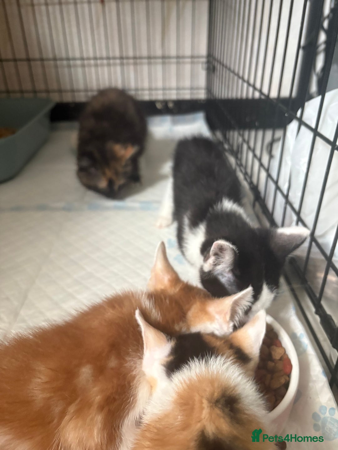 Mixed Breed cats for sale: Only 3 kittens left! - Image 32