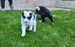 Border Collie dogs for sale: Border collie puppies for sale  - Image 9