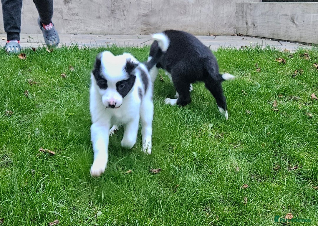 Border Collie dogs for sale: Border collie puppies for sale  - Image 9