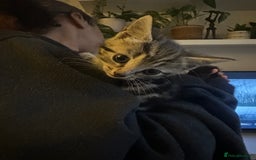 Mixed Breed cats for sale: 3 Beautiful Kittens Remaining  - Image 9
