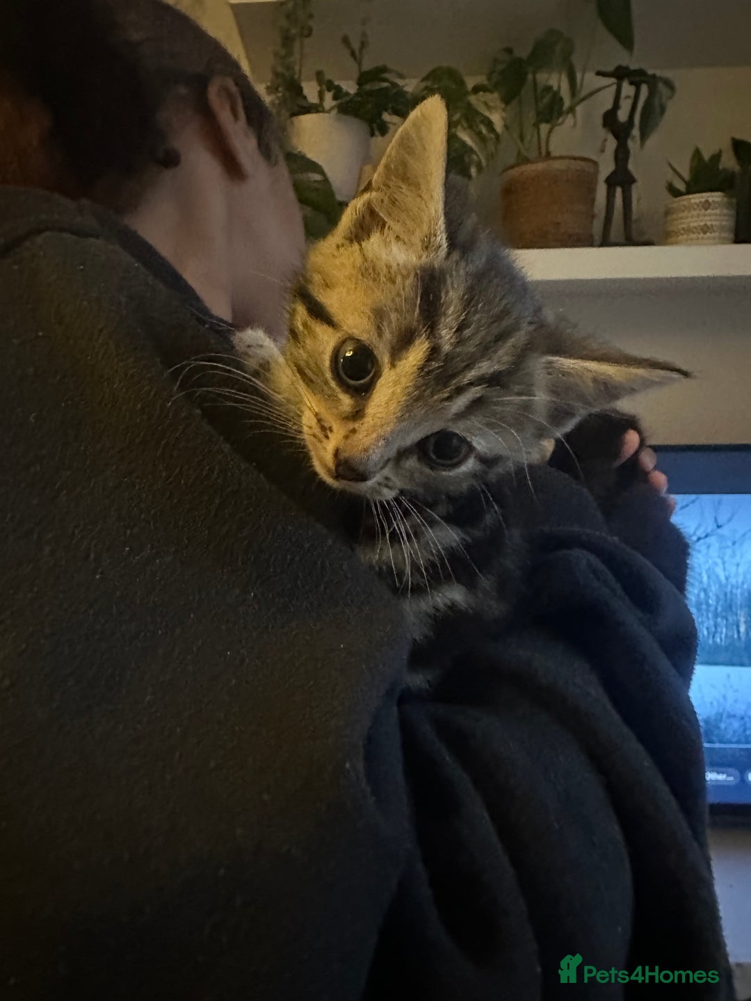 Mixed Breed cats for sale: 3 Beautiful Kittens Remaining  - Image 9