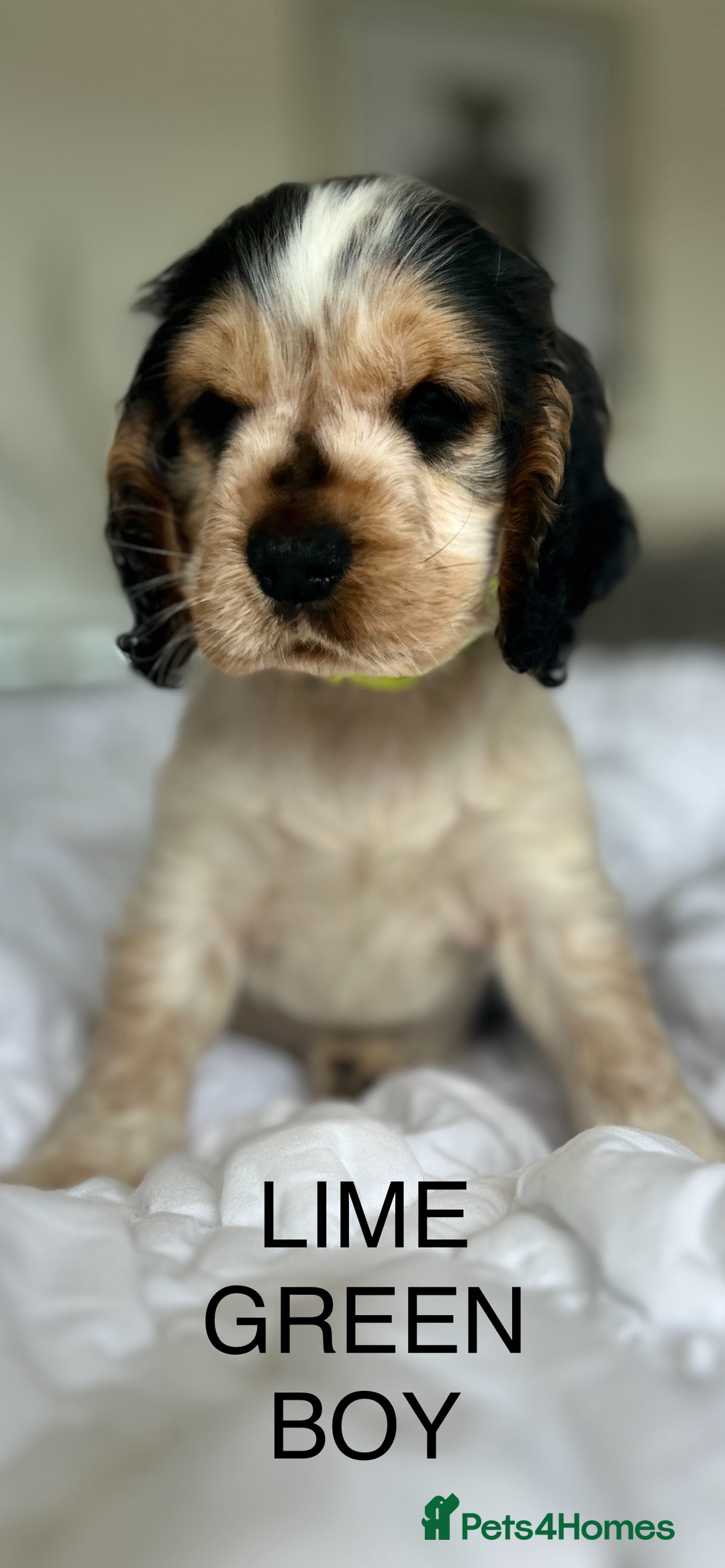 Cocker Spaniel dogs for sale: OUTSTANDING KC REG SHOW COCKER SPANIEL PUPPIES  - Image 5