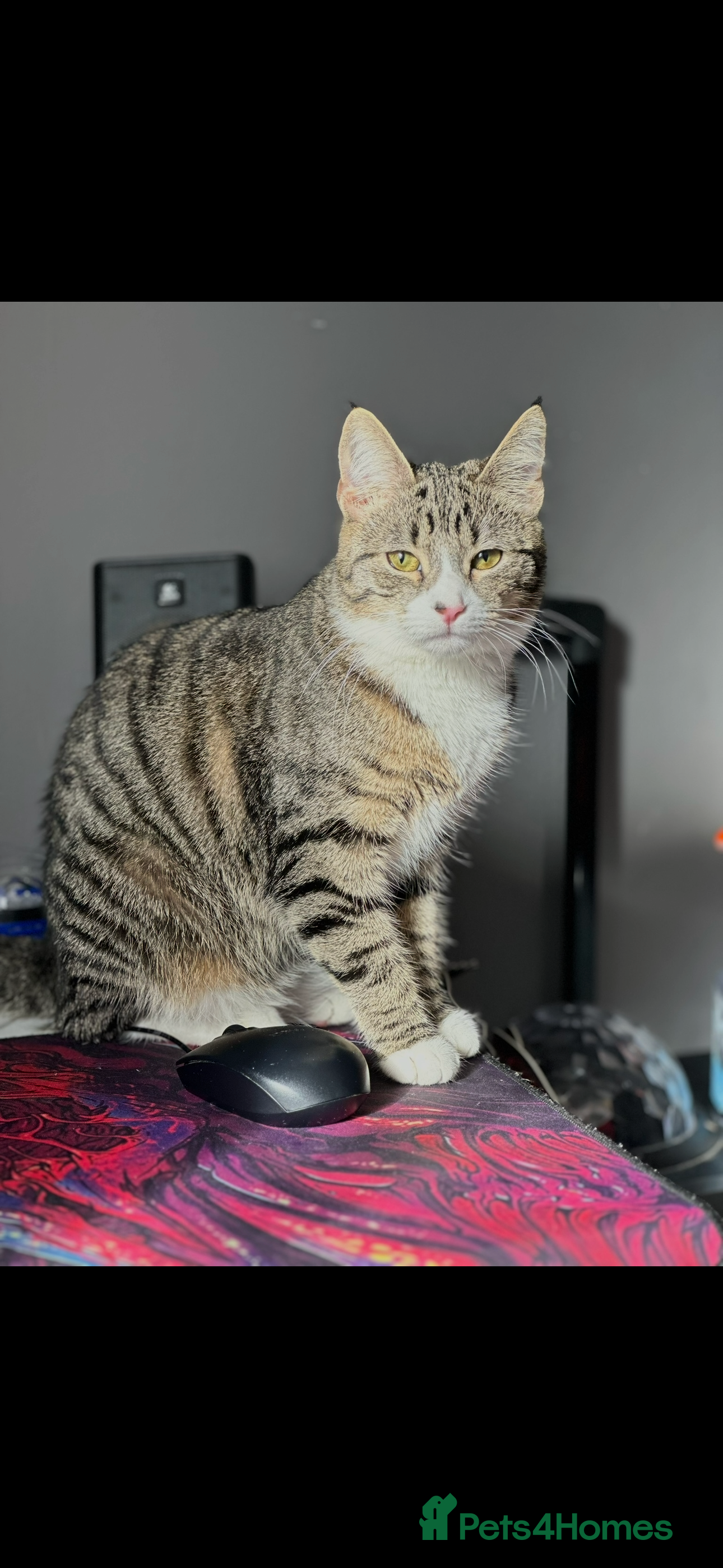 American Shorthair cats 6 BEAUTIFUL AMERICAN SHORTHAIR ✨  - Advert 11