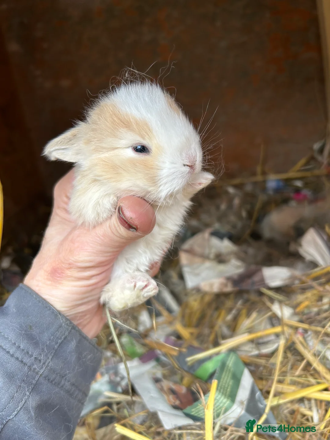 Mini Lop rabbits for sale: Beautiful baby mini lop bunnies ready March  - Advert 18