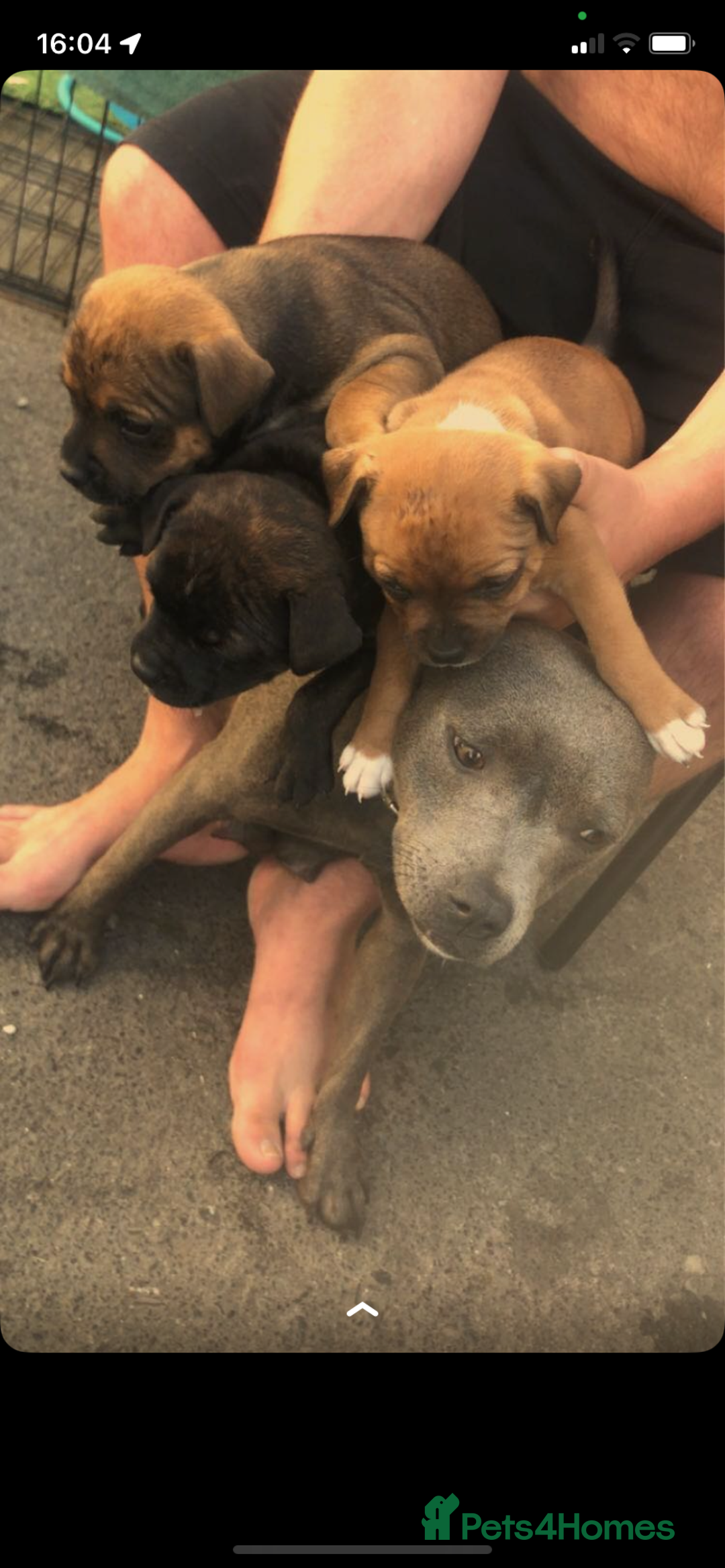 Staffordshire Bull Terrier dogs for sale: Staffy pups for sale - Image 3