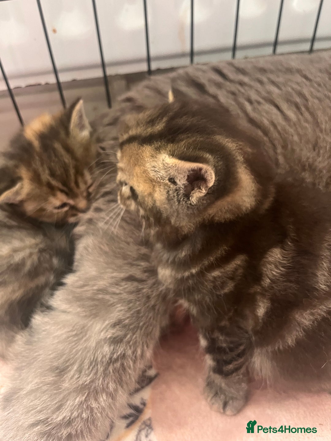 British Shorthair cats for sale: british shorthair kittens available  - Image 2