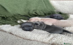 Italian Greyhound dogs for sale: Beautiful Italian greyhounds - Polish Bloodlines - Image 23