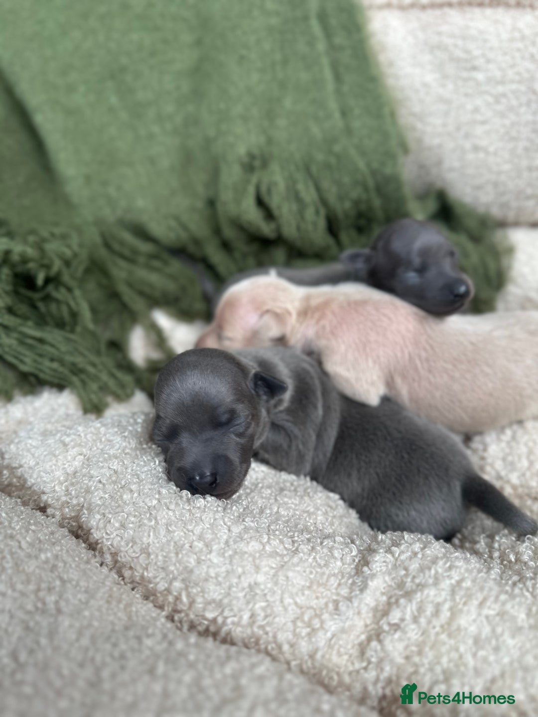 Italian Greyhound dogs for sale: Beautiful Italian greyhounds - Polish Bloodlines - Image 23