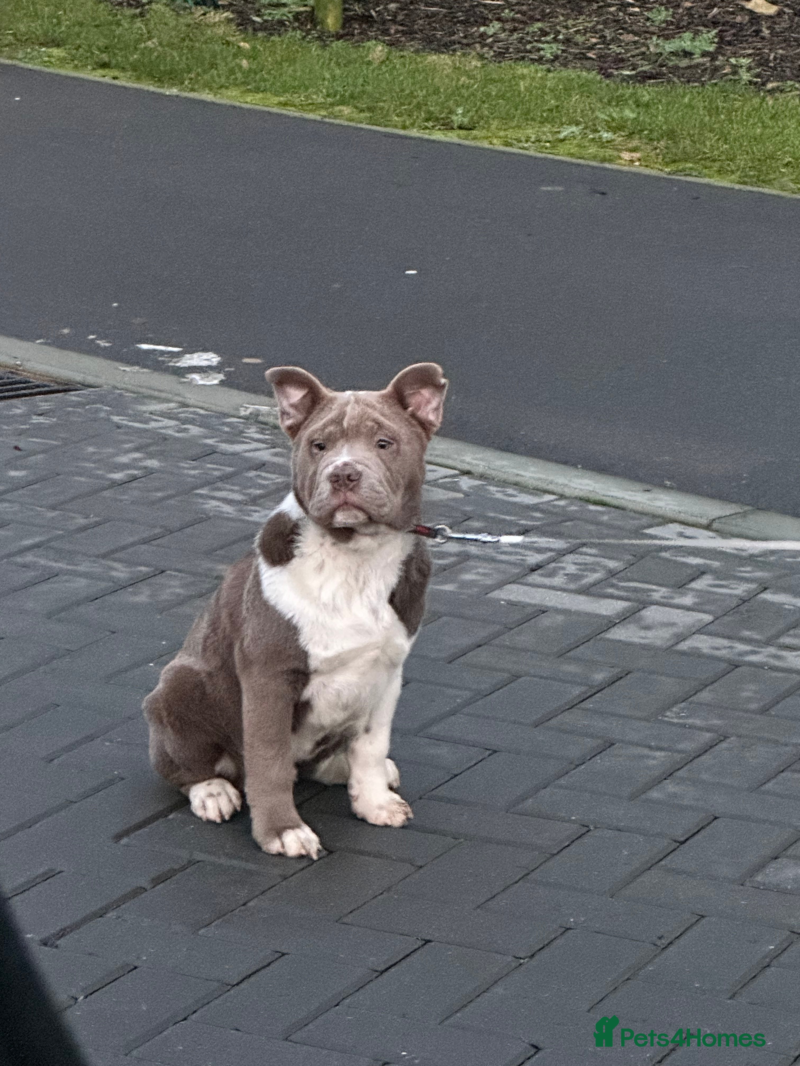 Mixed Breed dogs Miniature bulldog cross chowpei male - Advert 1