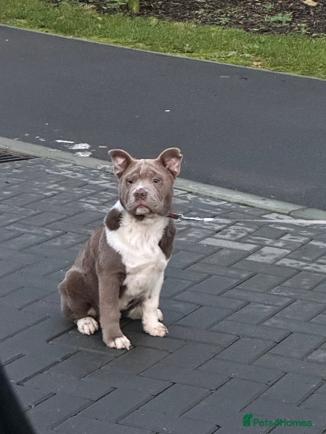 Mixed Breed dogs for sale: Miniature bulldog cross chowpei male - Advert 1