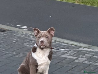 Mixed Breed dogs Miniature bulldog cross chowpei male - Advert 1