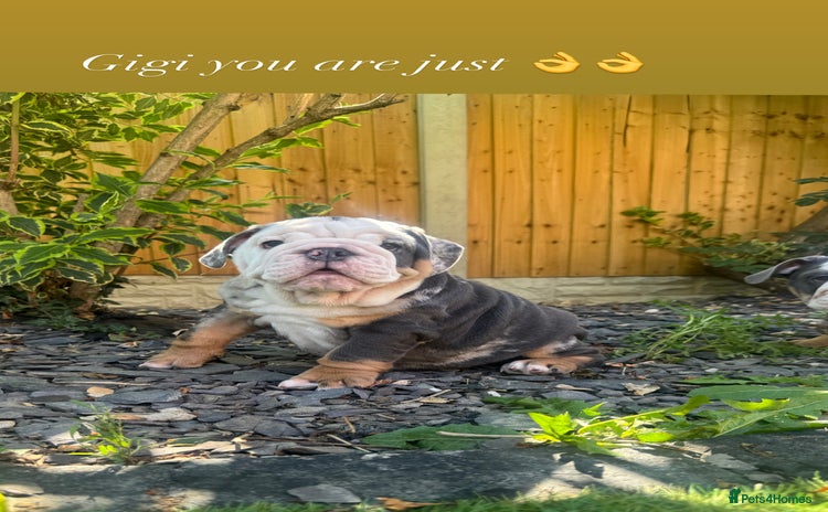 English Bulldog dogs - Advert 12
