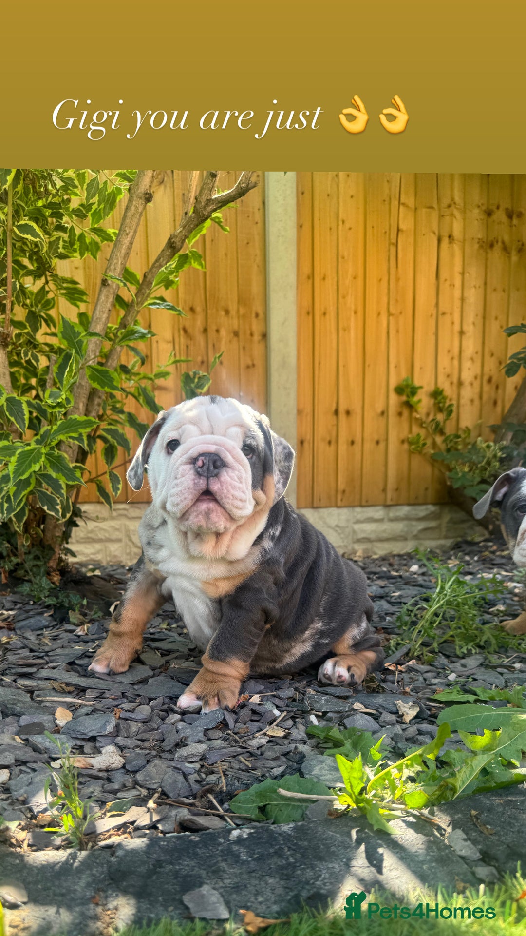 English Bulldog dogs for sale: REDUCED READY NOW last girl health tested Bulldogs - Image 4