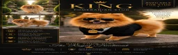 Pomeranian dogs for stud: Tea cup Pomeranian stud  in Peterborough - Advert 1