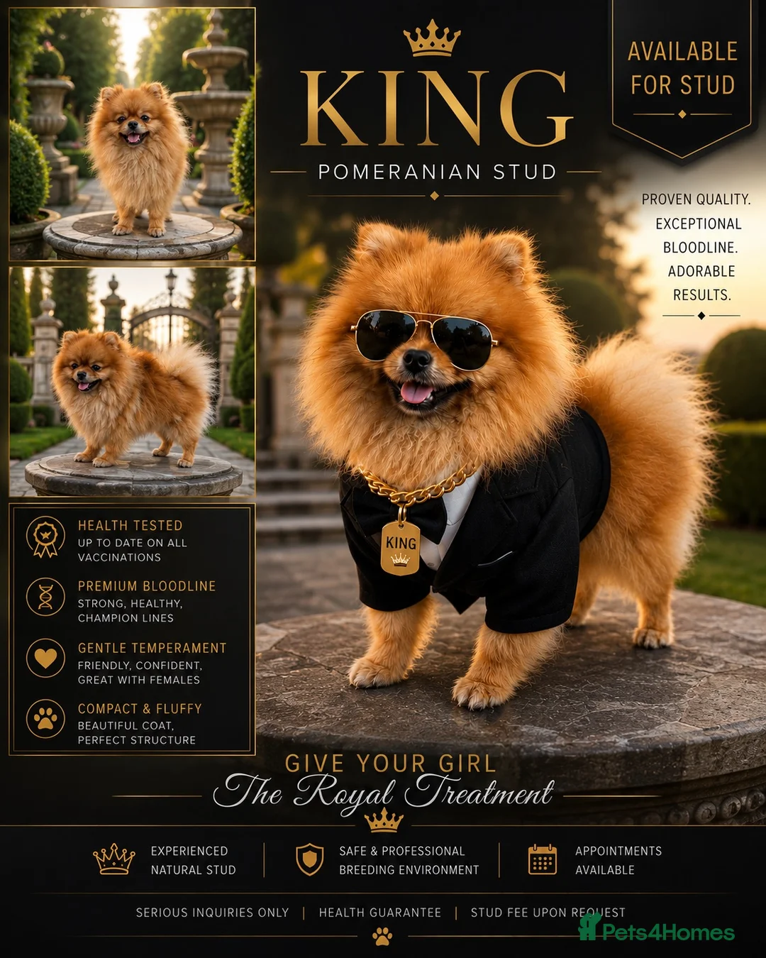 Pomeranian dogs for stud: Tea cup Pomeranian stud  in Peterborough - Advert 1