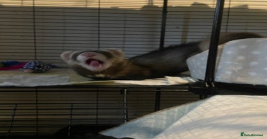 Ferret rodents - Advert 13