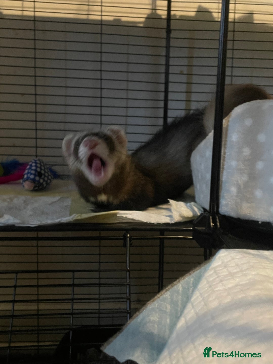 Ferret rodents for sale: 2 male ferret hobs  - Image 2