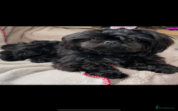 Shih Tzu dogs for sale: Imperial Shih Tzu puppies  - Image 2