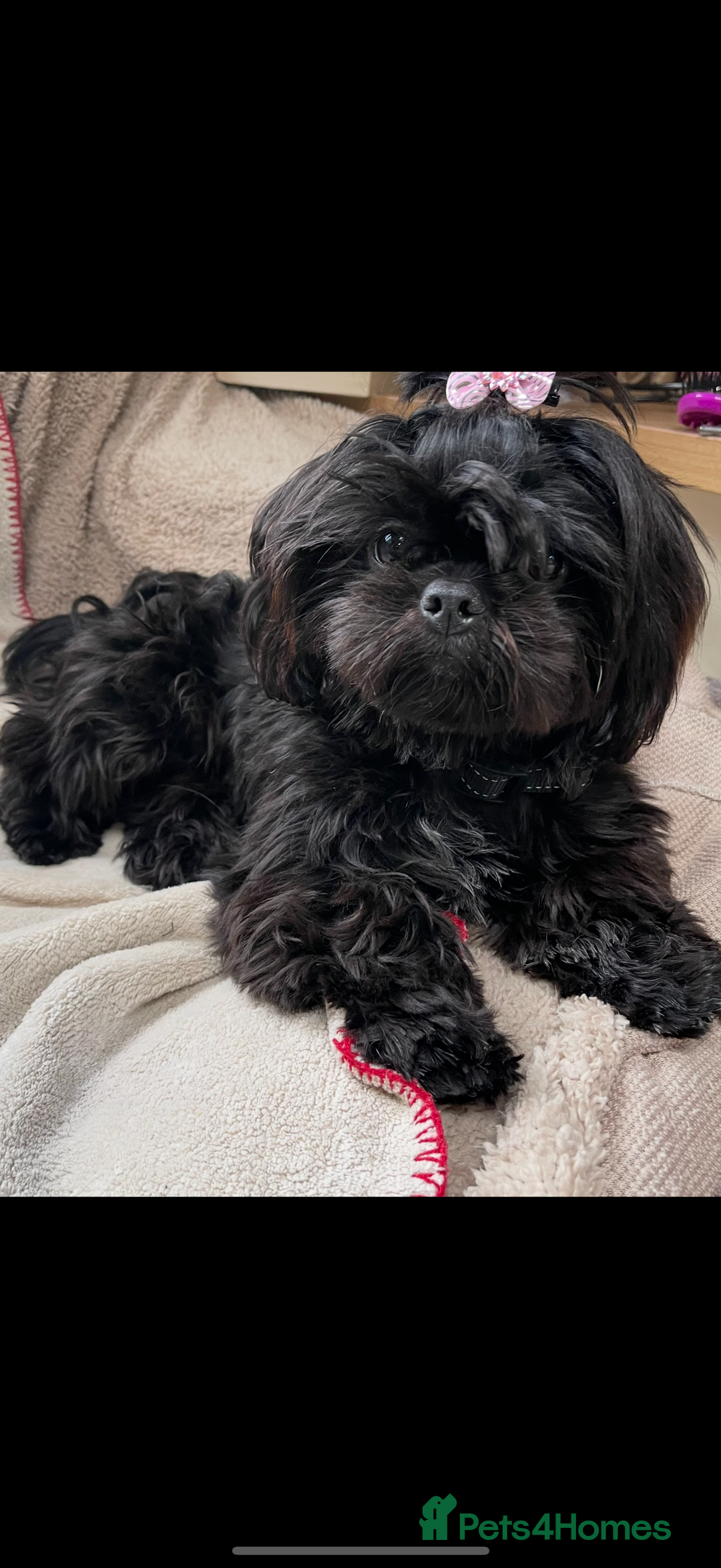 Shih Tzu dogs for sale: Imperial Shih Tzu puppies  - Image 2