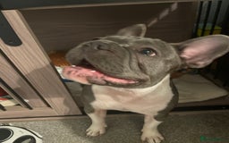 French Bulldog dogs for sale: 12 month Beautiful lilac stained rope frenchie  - Image 2