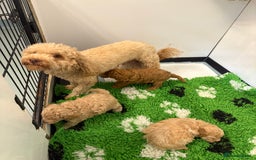 Toy Poodle dogs for sale: 🤩 4 stunning toy poodles 🤩 - Image 16