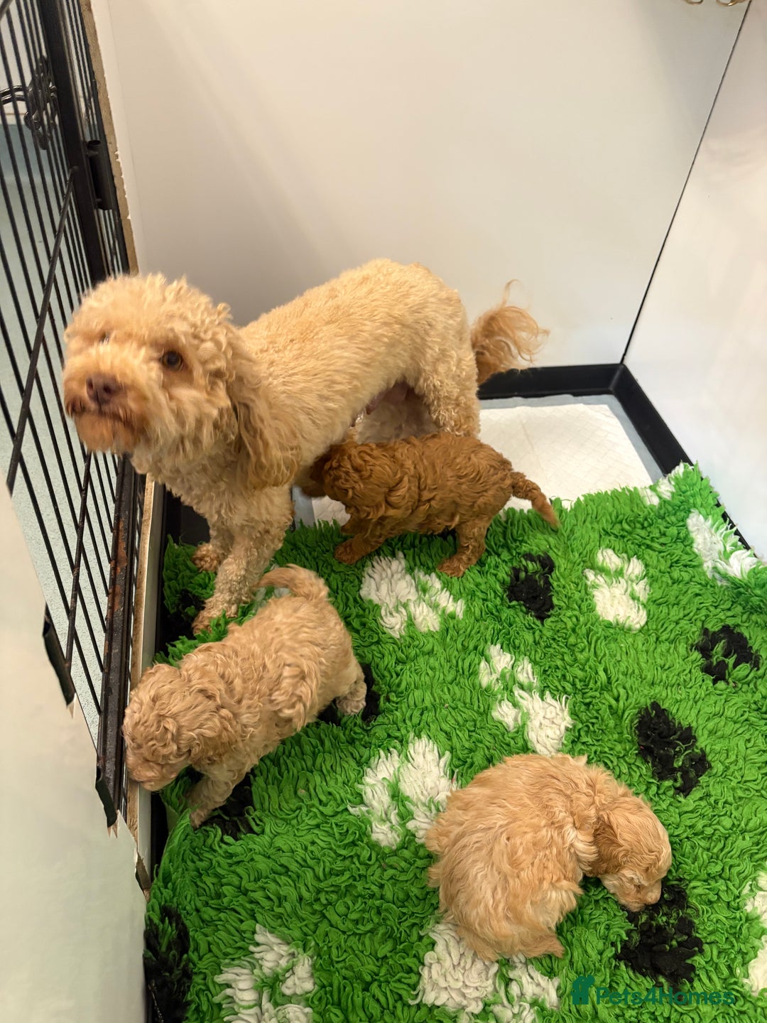 Toy Poodle dogs for sale: 🤩 4 stunning toy poodles 🤩 - Image 16