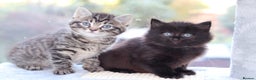 Mixed Breed cats for sale: Adorable Kittens - Advert 2