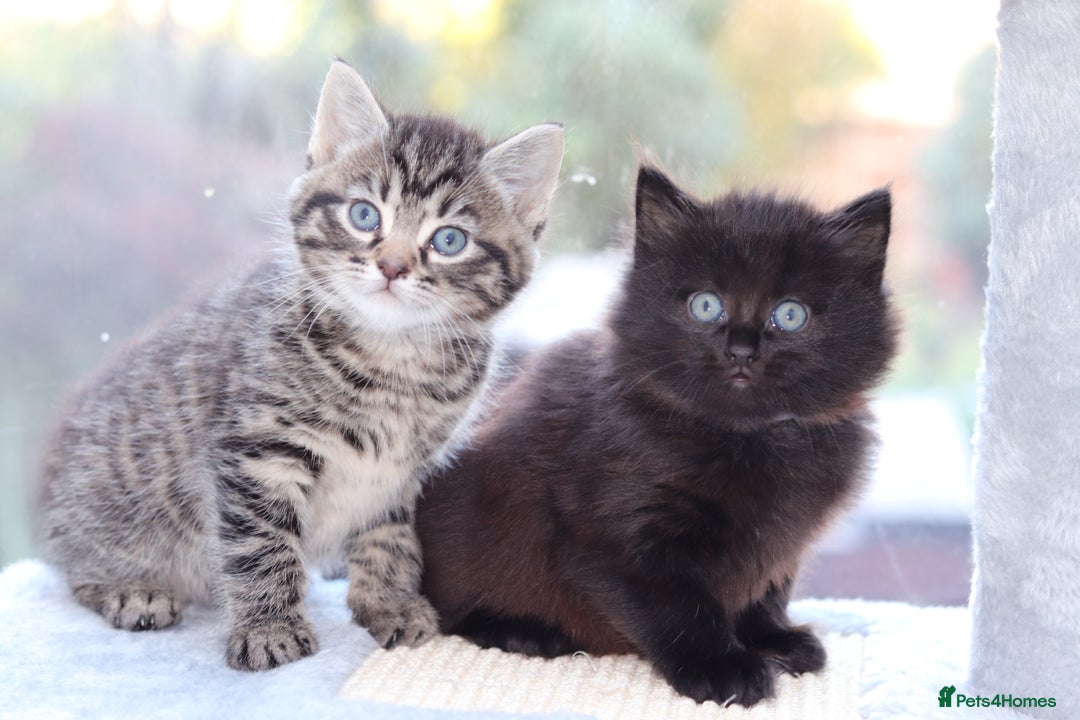 Mixed Breed cats for sale: Adorable Kittens - Advert 2