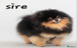 Pomeranian dogs for sale: orange girl 🩷and blue&tan boy 💙available  - Image 7