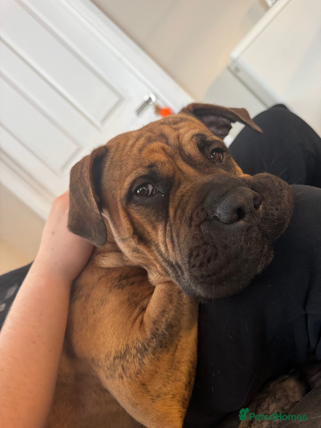 Presa Canario dogs for sale: Ecco  - Advert 2