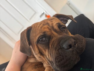 Presa Canario dogs Ecco - Advert 1