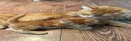 Maine Coon cats for sale: TICA Reg Maine Coon Kittens Ginger Red Cream - Advert 3
