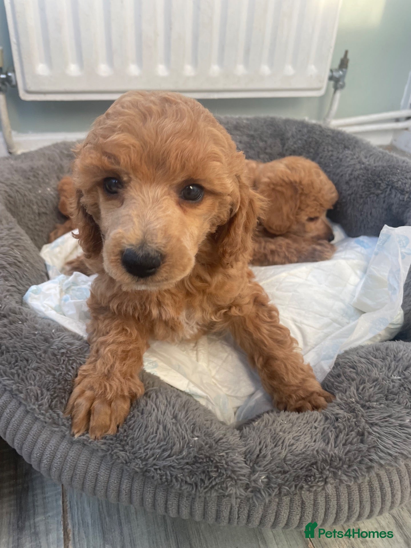 Toy Poodle dogs Red toy poodles  - Advert 1