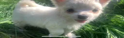 Mixed Breed dogs for sale: Maltese/chihuahua (malchi) pups - Advert 5