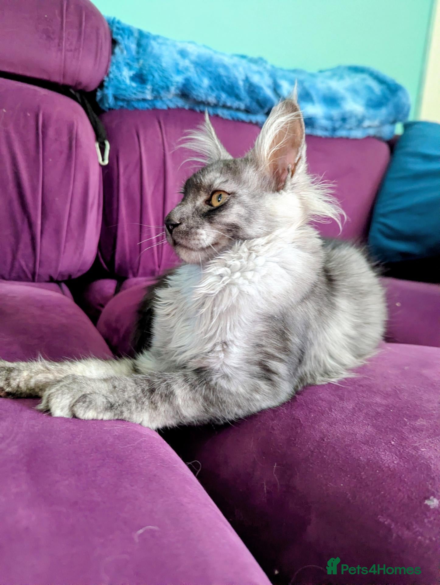 Maine Coon cats Maine Coon Pedigree Kittens  - Advert 1
