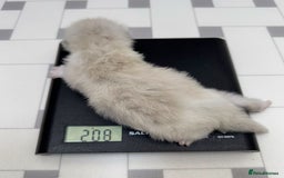 Ragdoll cats for sale: Ragdoll Blue Bicolor Kitten Boy TICA - Image 5