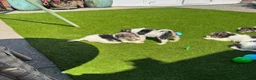 Fox Terrier dogs for sale: Energetic Fox Terrier Explorer Ready for Adventure in Brighton - Advert 8