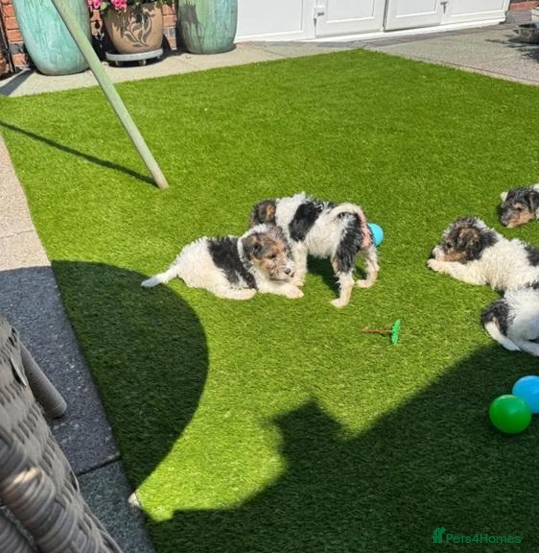 Fox Terrier dogs for sale: Energetic Fox Terrier Explorer Ready for Adventure in Brighton - Advert 8