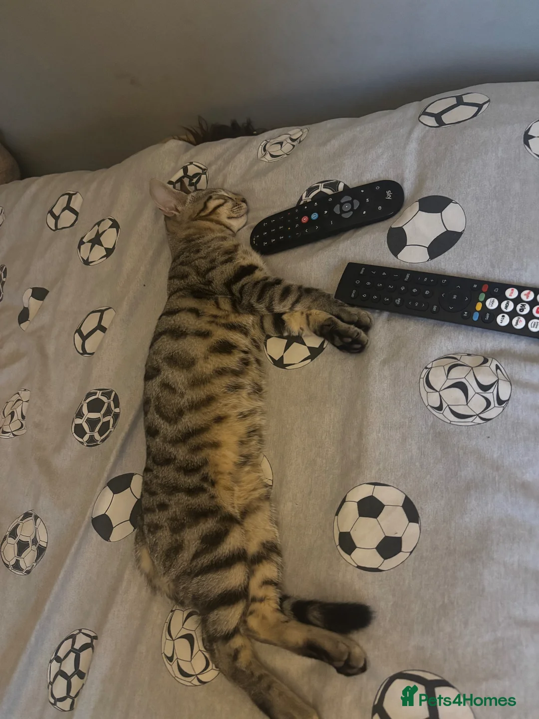 Bengal cats for sale: Bengal x kittens in Norwich - Advert 6