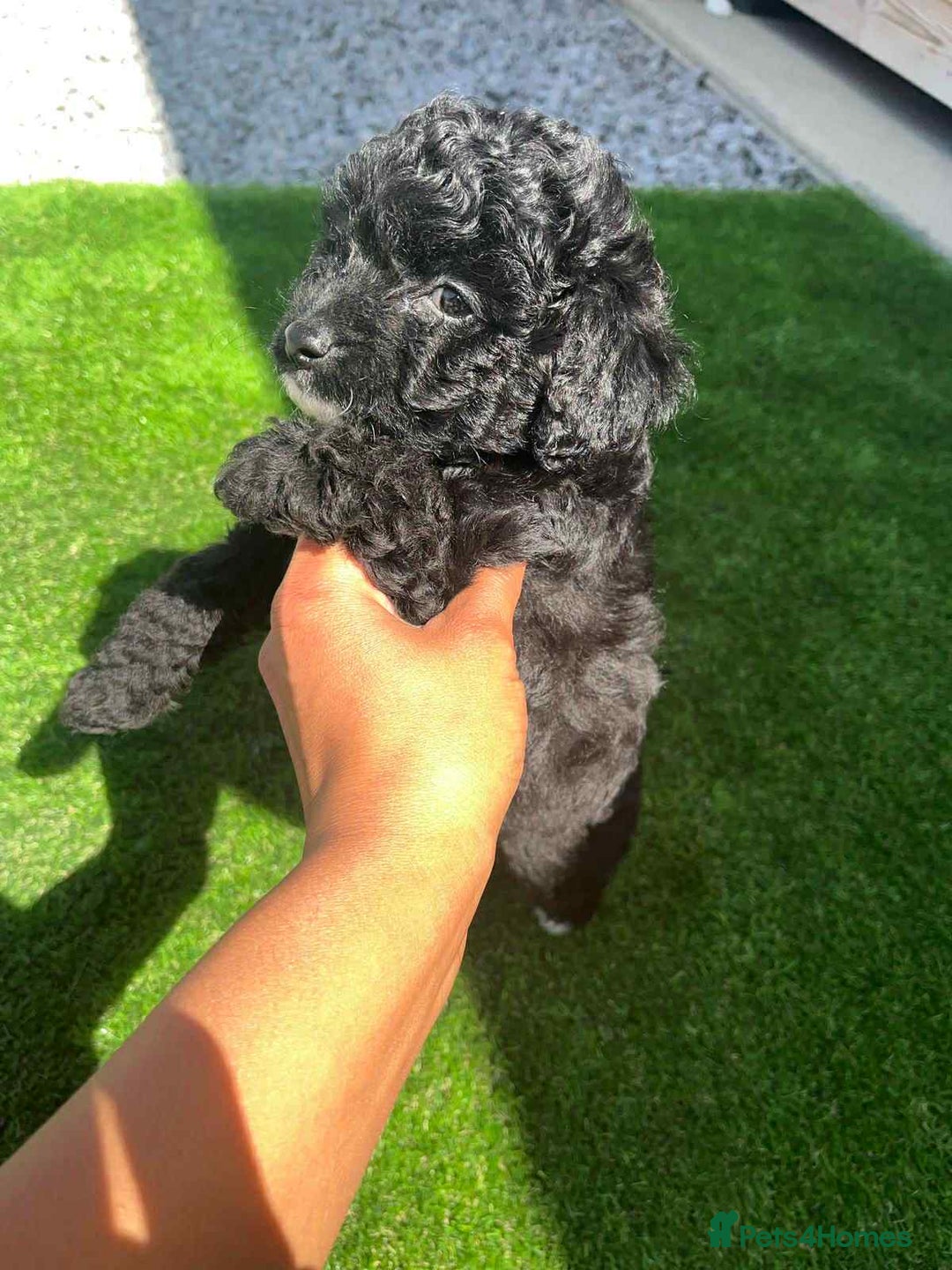Shihpoo dogs for sale: Toy shihpoo  - Image 4