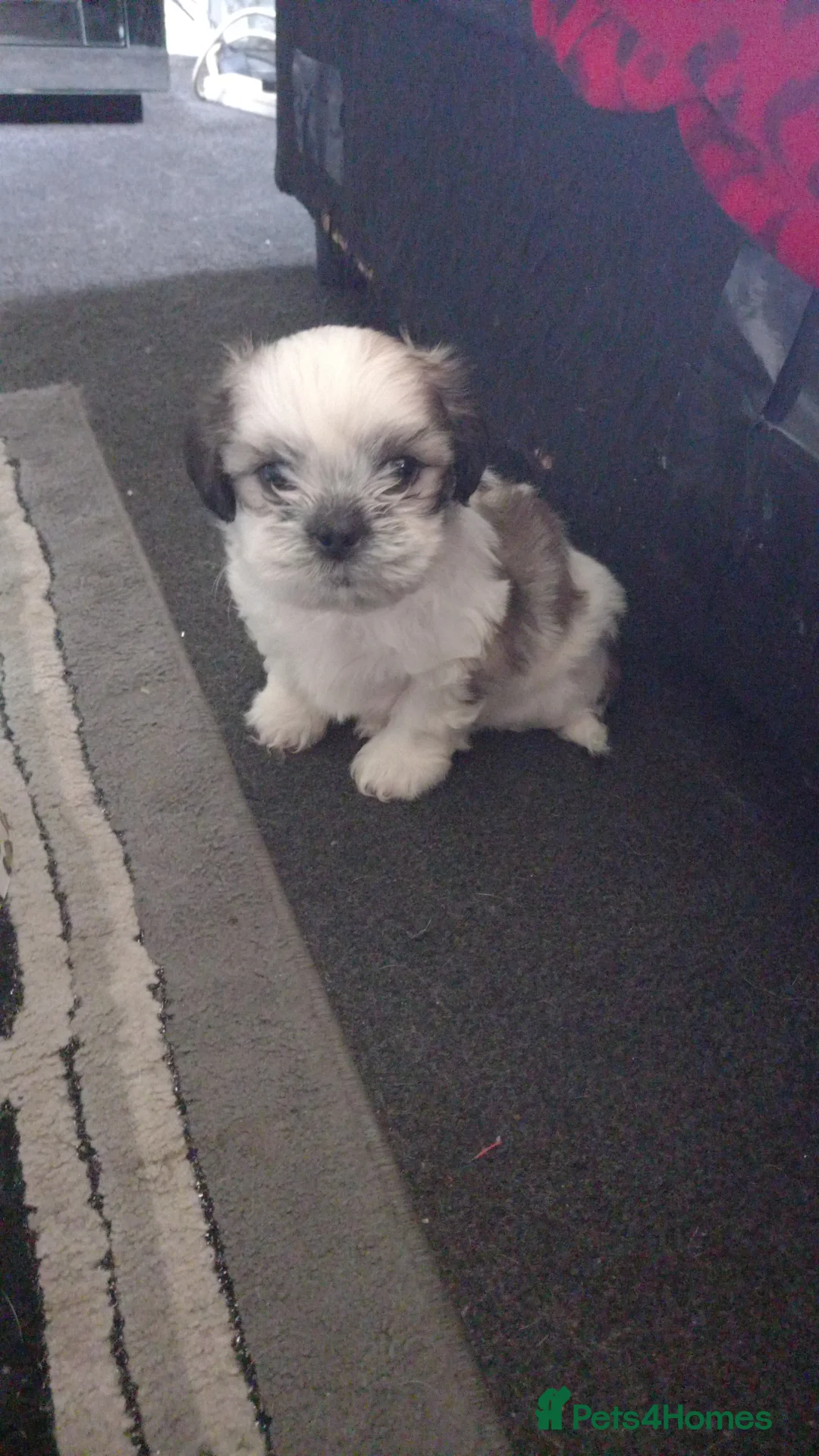 Shih Tzu dogs for stud: Shih tzu stud in Tipton - Advert 12
