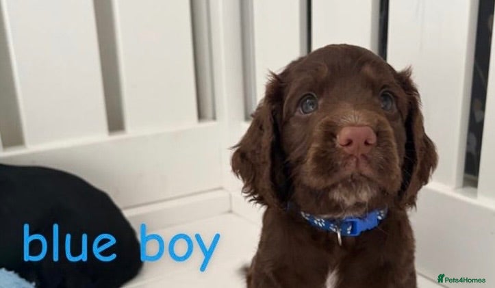 Cocker Spaniel dogs Working KC Registered Cocker Spaniel Pups. - Advert 2