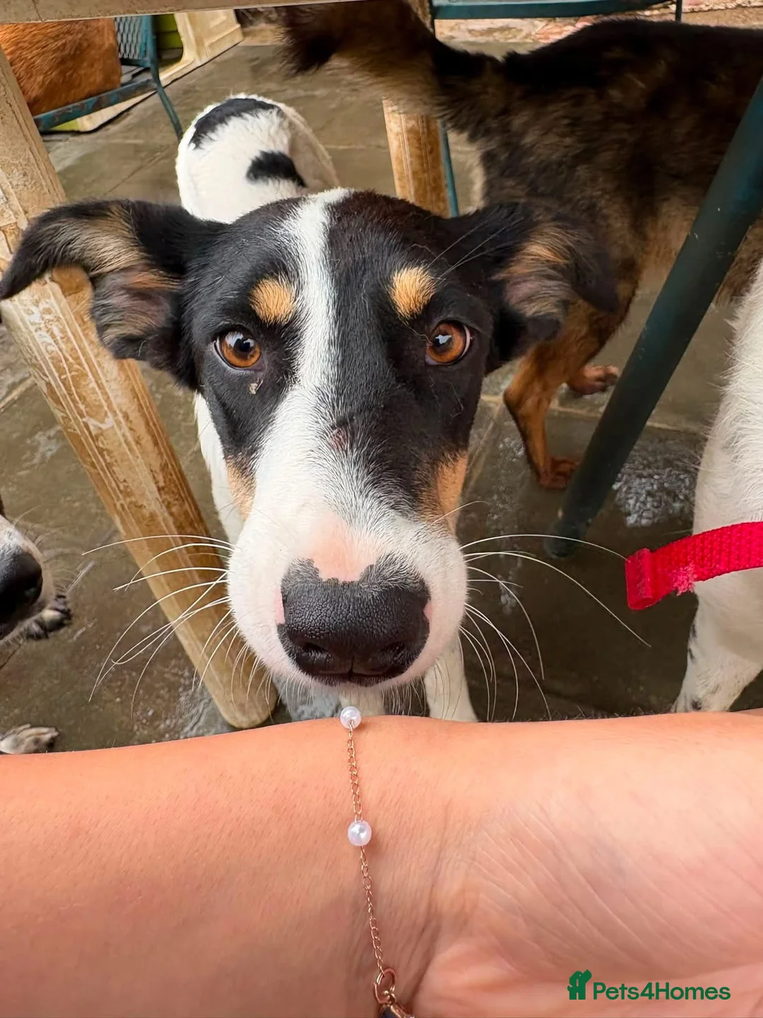 Mixed Breed dogs for adoption: Juny - Norwich Norfolk  in Norwich - Advert 16