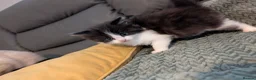 Mixed Breed cats for sale: Adorable kittens looking for forever home  in Pershore - Advert 40