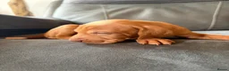 Hungarian Vizsla dogs for sale: Ready this weekend Beautiful litter.  - Advert 27