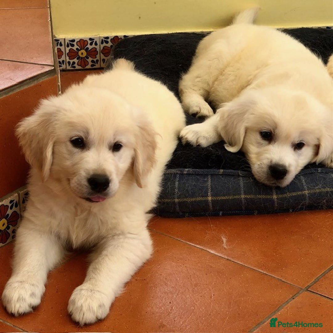Golden Retriever dogs for sale: Home bred Chunky cream Goldie pups - Image 20