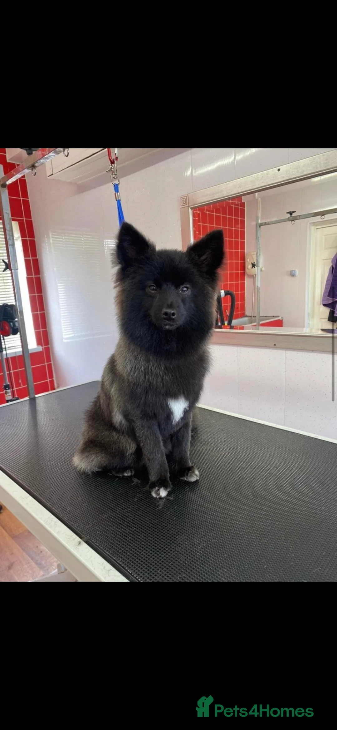 Pomsky dogs for sale: POMSKY FOR RE HOMING  in Swansea - Advert 2
