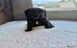 Cockerdor dogs for sale: Gorgeous Cockador puppies  - Image 8