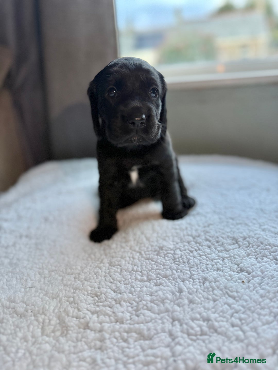Cockerdor dogs for sale: Gorgeous Cockador puppies  - Image 8